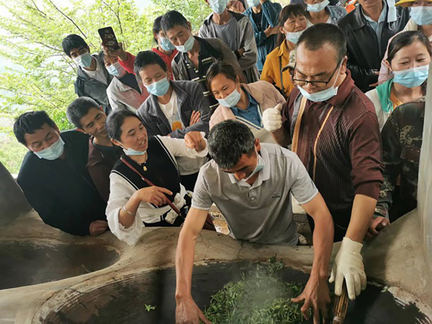 “野生茶王树”之乡茶叶飘香k1体育(图4)