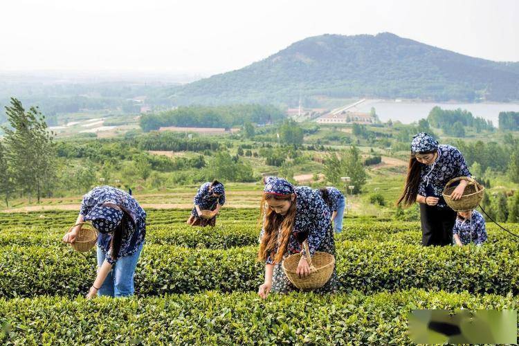 k1体育appk1体育平台新春观察丨浓茶香里品年味诸城茶叶销售爆(图4)