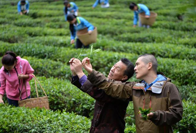 茶叶向世界敬一杯“武夷茶”汉学家k1k1体育平台体育赞称茶是中华文明的圣物(图5)