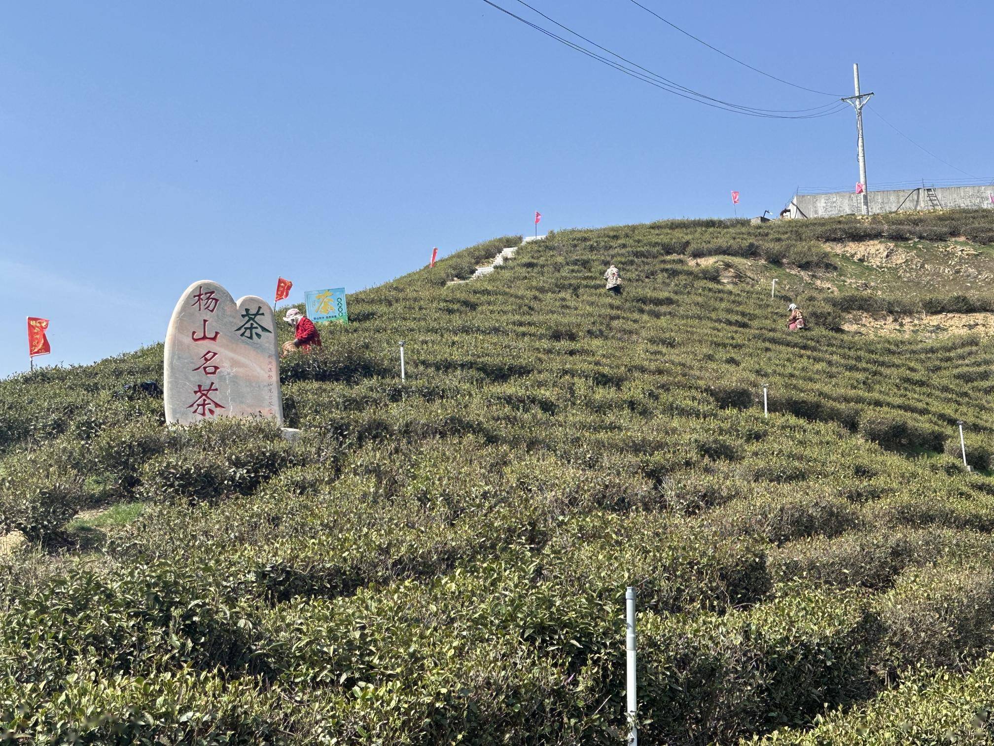 k1体育旧街街杨茶叶山龙岩茶场迎来春茶采摘黄金期(图3)