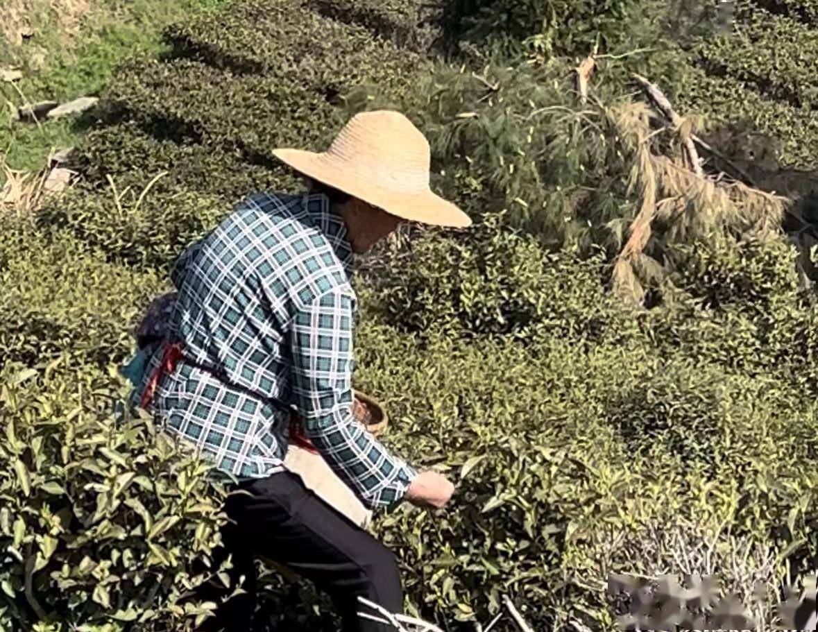 k1体育旧街街杨茶叶山龙岩茶场迎来春茶采摘黄金期(图1)