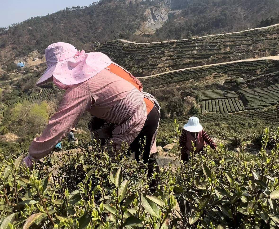 k1体育旧街街杨茶叶山龙岩茶场迎来春茶采摘黄金期(图2)