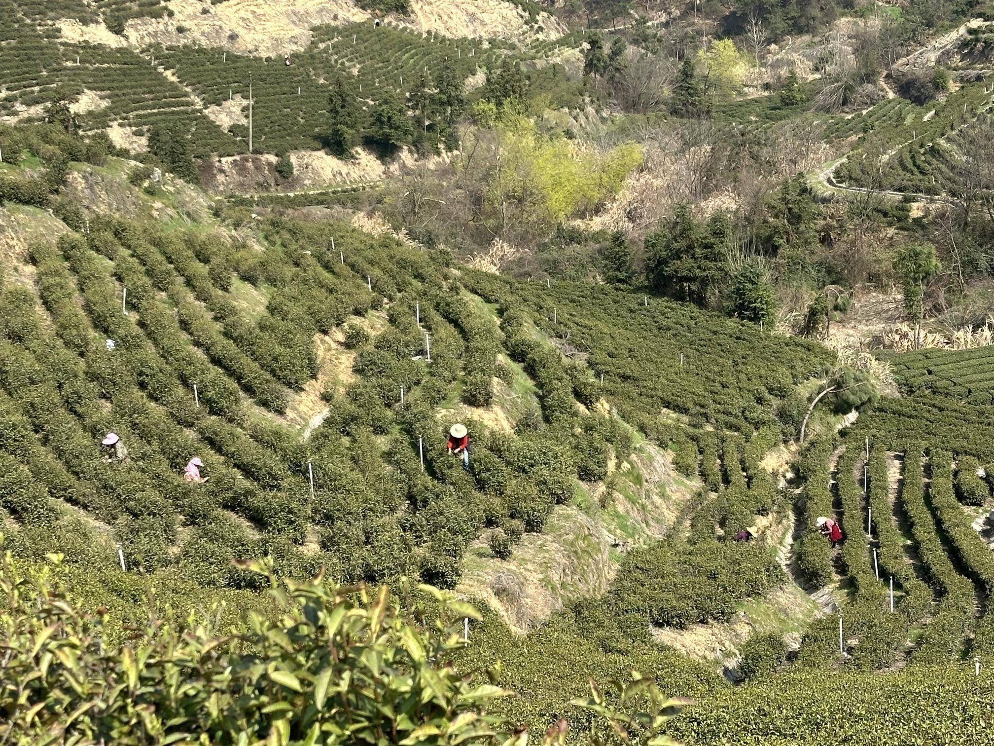 k1体育旧街街杨茶叶山龙岩茶场迎来春茶采摘黄金期(图4)