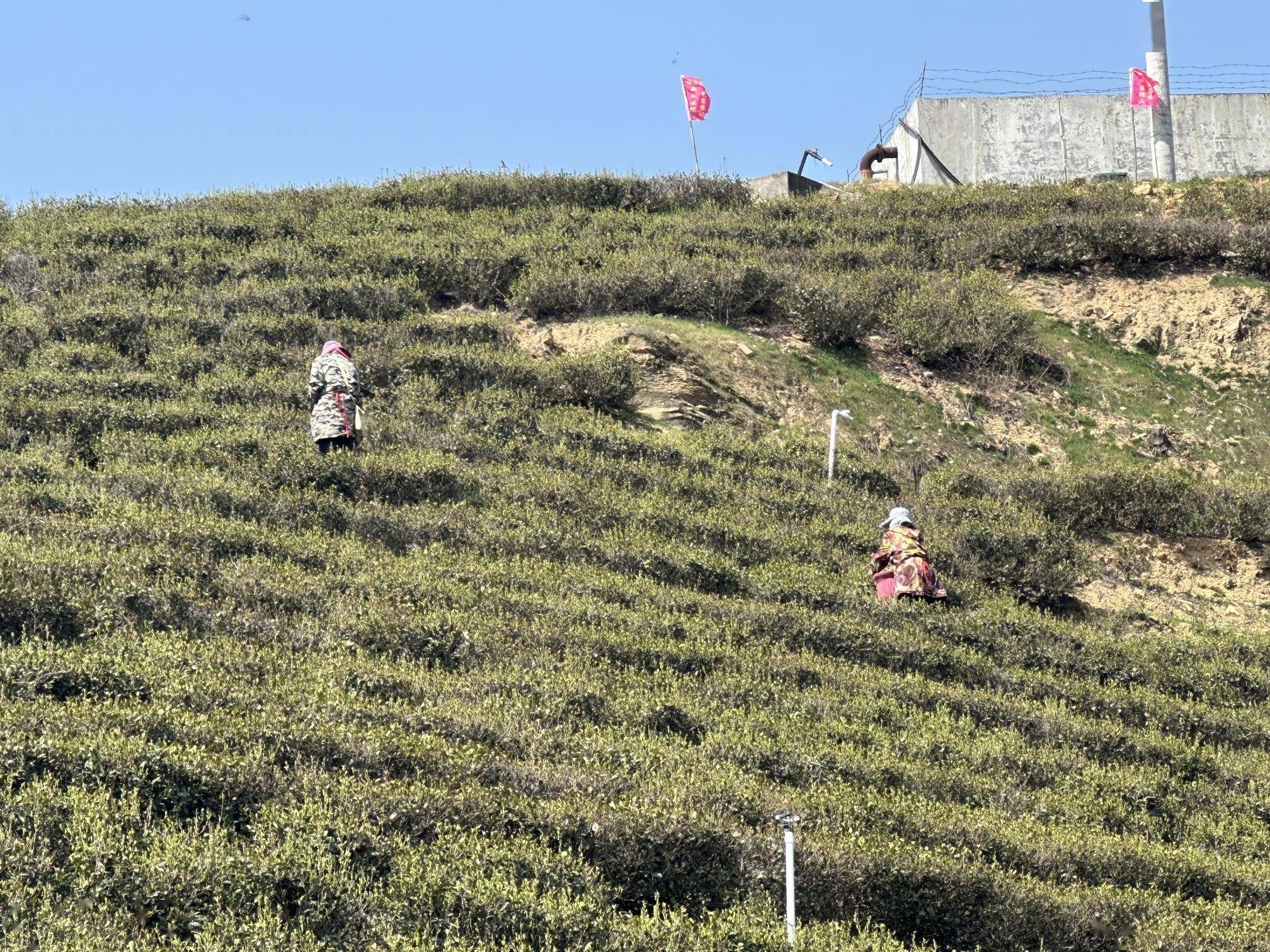 k1体育旧街街杨茶叶山龙岩茶场迎来春茶采摘黄金期(图5)