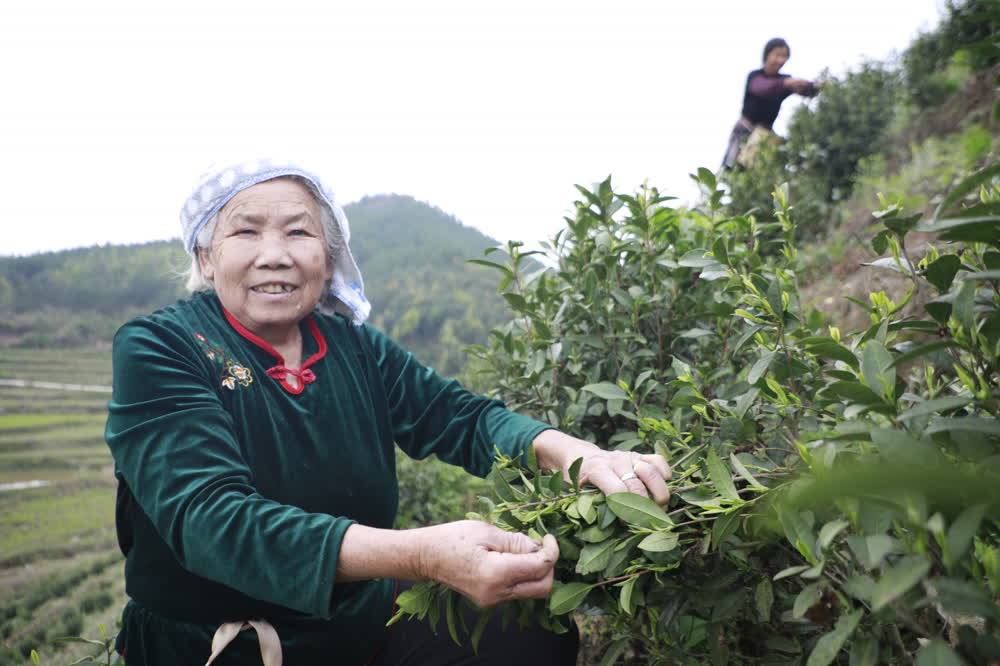 k1体育平台新田k1体育app：春茶吐茶叶新芽 采摘正当时(图1)