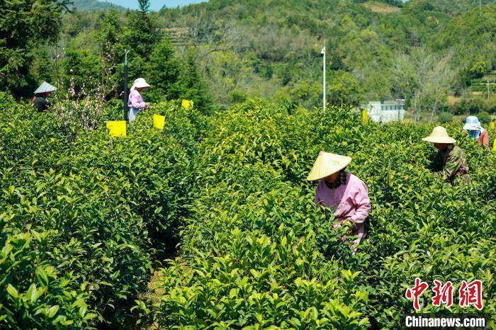 k1体育appk1体育茶叶安徽祁门红茶开园采平台摘(图4)