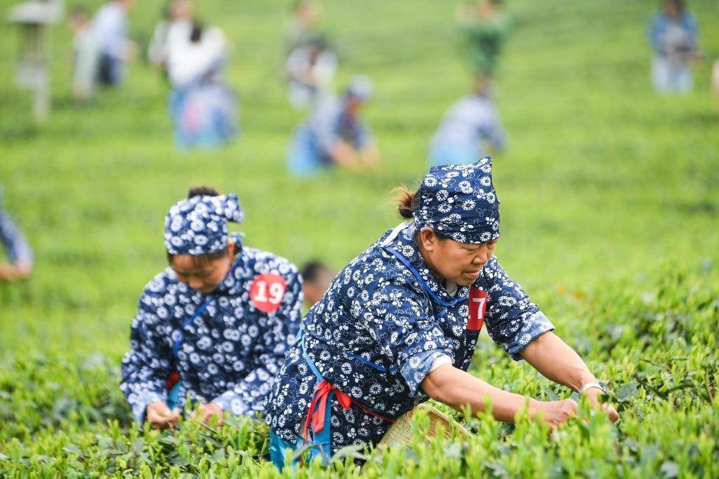 k1体育app茶园里的新茶事—茶叶—茶产业多元发展观察k1体育平台(图2)