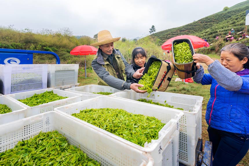 k1体育平台k1体育app育江西：茶叶变茶“业”富了村民美了生态(图4)