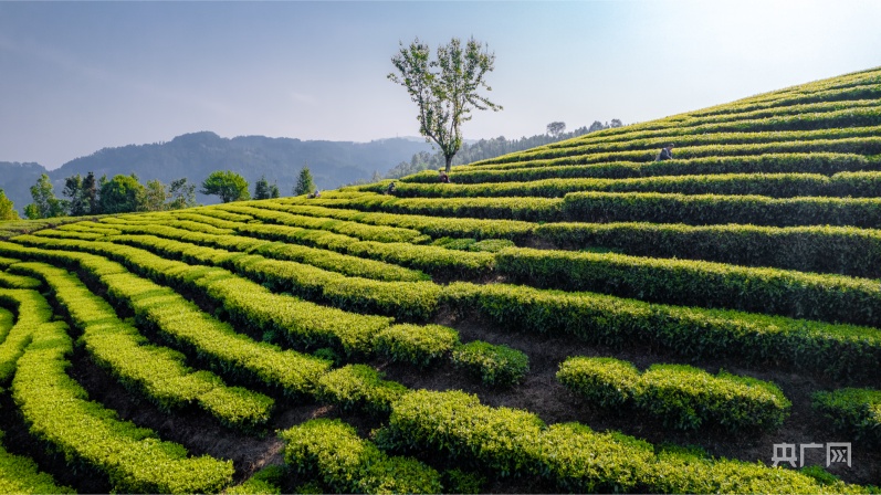 以茶为媒 梁茶叶河县2024年回龙茶文化节开幕k1体育平台(图2)